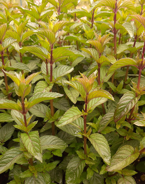 Mentha spicata `Black Spearmint`
